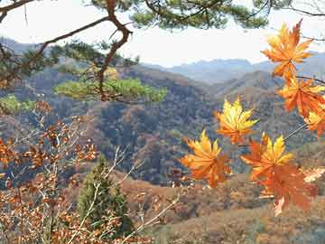 每日山药适量摄入，揭秘山药健康食用之道