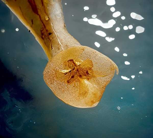 花胶，深海珍品，揭秘其营养价值与鱼身渊源